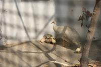 Straußennachwuchs (Isola Bella)