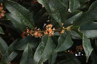 Osmanthus-Blueten