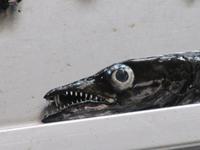 ...schmeckt aber wirklcih gut