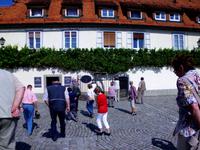 ältester Weinstock der Welt in Maribor