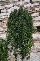 Kapernpflanze in Perugia