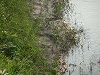 Krokodil im Chiwan Nationalpark