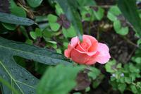 Im Garten von Lady Guthrie