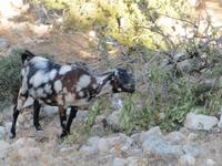 Spaziergang durch das Naturschutzgebiet Akamas