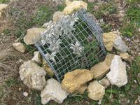 Edelweiss - hinter Gittern