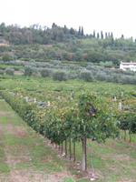 Wein am Fuße des Rocca di Garda
