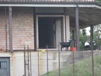 Ziegen in den Häuser-Ruinen