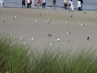 Möven am Swinemünder Strand