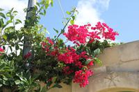 Vegetation Maltas