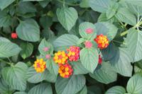 Vegetation Maltas