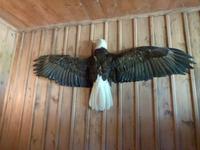 P1020514-Weißkopfseeadler