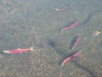 P1020548-Shinoklachse