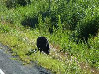 P1020557-erster Schwarzbär