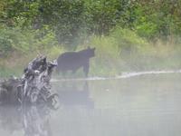 P1020643-Schwarzbär am Abend