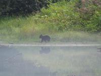 P1020647-Schwarzbär am Abend