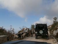 Ziegenherde am Mali Alan