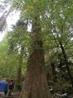 Königin des Waldes im Park Suma Golubinjak