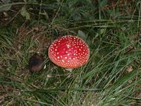 Pilze im Park Suma Golubinjak