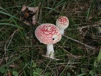 Pilze im Park Suma Golubinjak