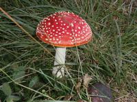 Pilze im Park Suma Golubinjak