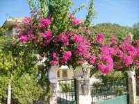 Blumenpracht