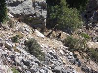 überall gibt es Ziegen