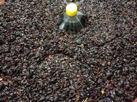 wir besuchen die Enoteka Semeraro