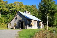 Zuckerahornsirupfarm