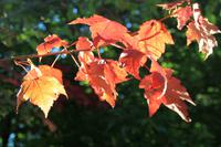Auf der Zuckerahornsirupfarm