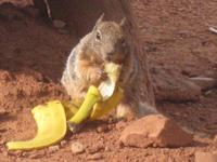 verbotene Abfallbeseitigung