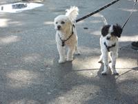 Promenadenhündchen in Locarno