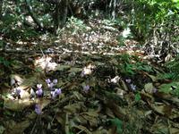 Alpenveilchen überall!