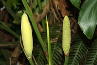 Monte Palace Tropical Garden