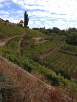 ... im Weinberg ...