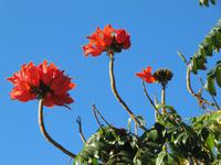 5 Afrikanische Tulpen
