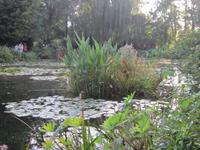 Seerosenteich von Claude Monet