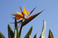 Strelitzie/Paradiesvogelblume