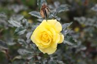 Rosengarten Quinta do Arco