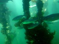 Fische an den Muschelbänken in O Grove