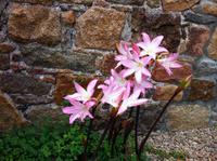 Jersey-Lilly