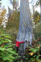 Im Ancient Forest - Urwald mit Jahrtausende alten Zedern