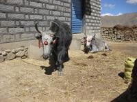 Rinder auf dem Bauernhof