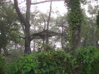 Am Morgen im Chitwan-Nationalpark