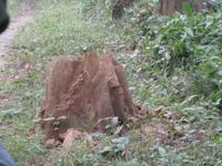 Jeep-Safari durch den Chitwan-Nationalpark - Termitenhügel