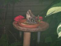 Schmetterlingshaus Jonsdorf