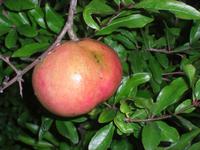 einfach schön, so ein Granatapfel