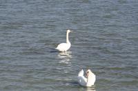 Am Balaton