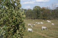 Unterwegs - Graurinder