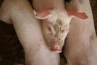 Auf der Farm - glückliche Ferkel