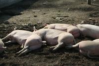 Auf der Farm - Pork Siesta